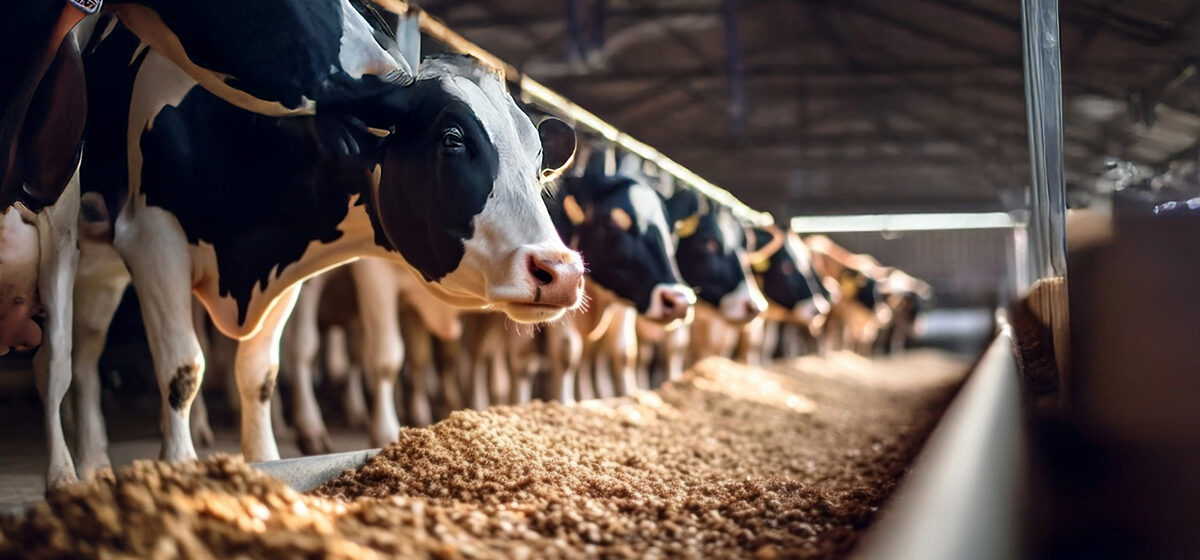 畜産用飼料について